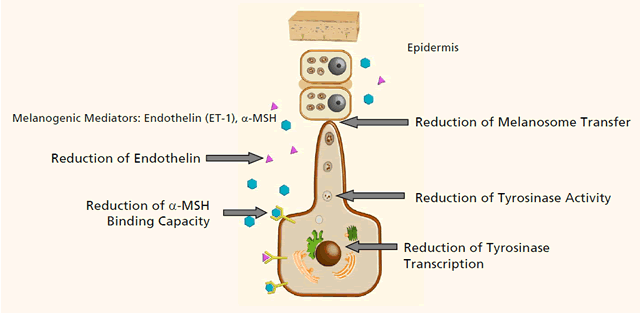 Influence on Melanogenesis Pathways